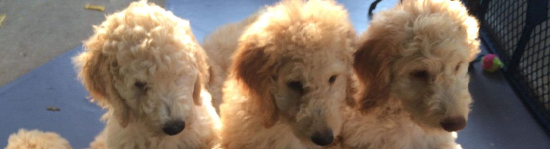 Goldendoodle Galore Lake Worth Fl Alignable