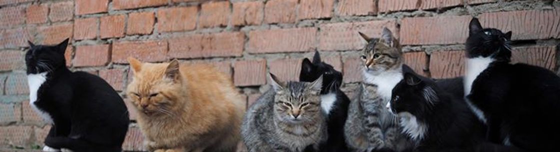 The Feline Fix, Commerce City CO