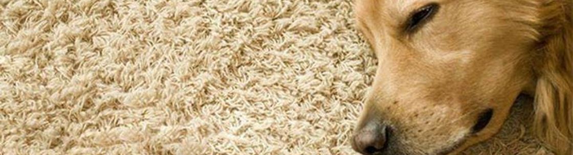 Logan Carpet Cleaning Inc, Kissimmee FL