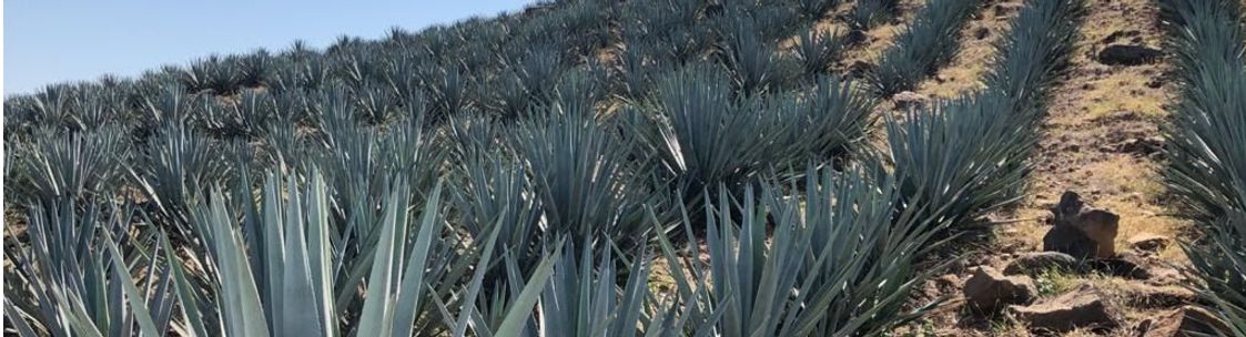Casa Distales Tequilas, Austin TX