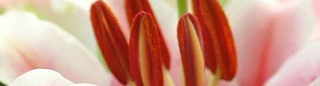 Shananne Cain Florist Inc, Umatilla FL