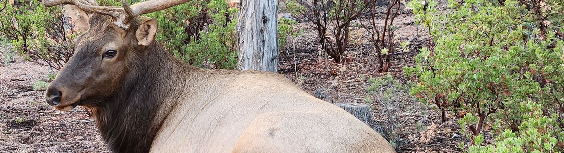 Seraphin Media, Payson AZ