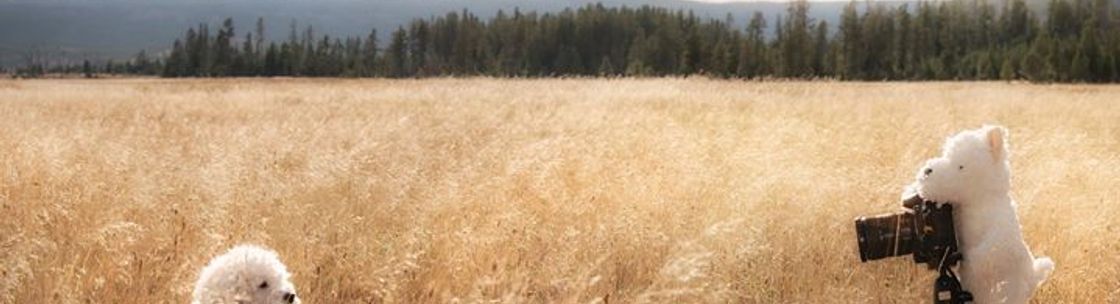 Fried Cheese Photography, El Paso TX