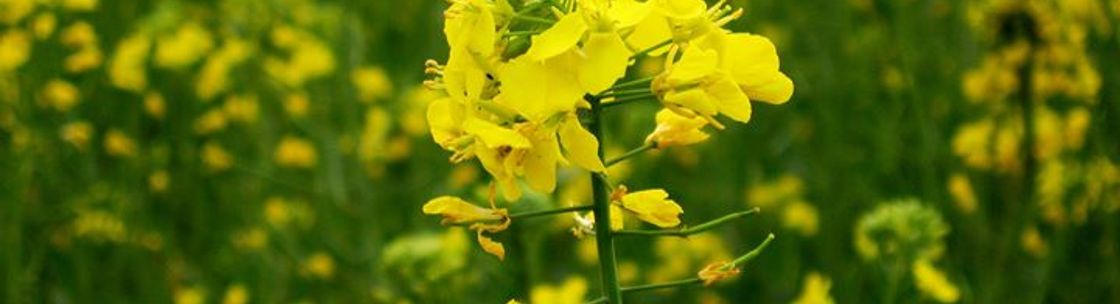 Mustard Seed Farm & Cafe, Center Moriches NY