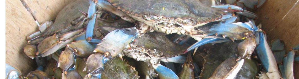 Waterman's Pride Seafood, Baltimore MD