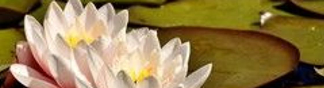 Reiki Healing for Pets, San Diego CA