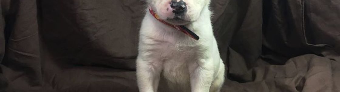 Companion Animal Foundation, Arcata CA