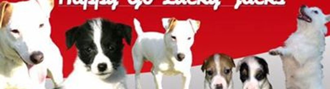 Happy Go Lucky Jacks Jack Russell Terrier Breeder Charlotte Nc