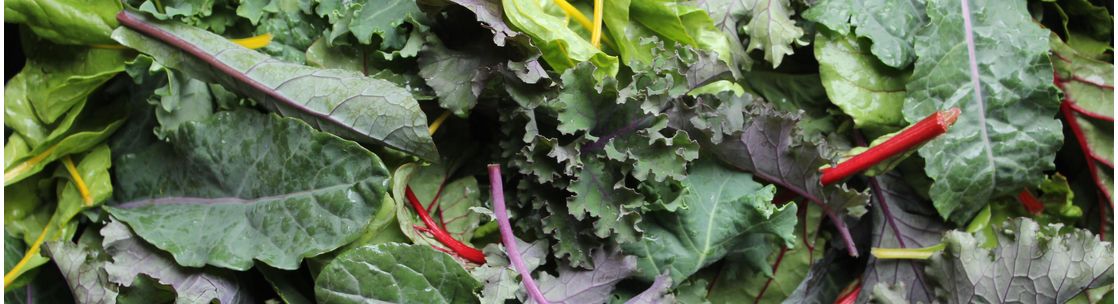 Stoney Lane Organic Farm, New Hope PA
