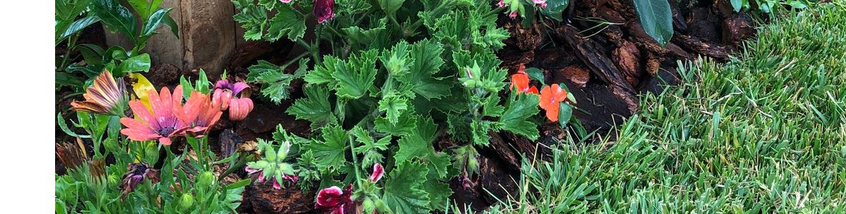 Virgo Designs and Landscaping, Beverly Hills CA