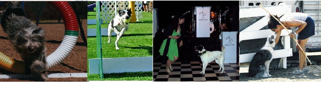 Canine Higher Learning, San Martin CA