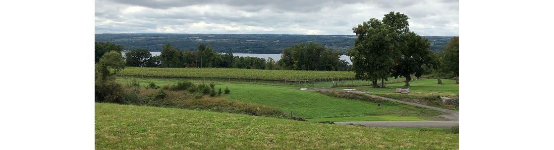 BRIGHT LEAF VINEYARD, King Ferry NY