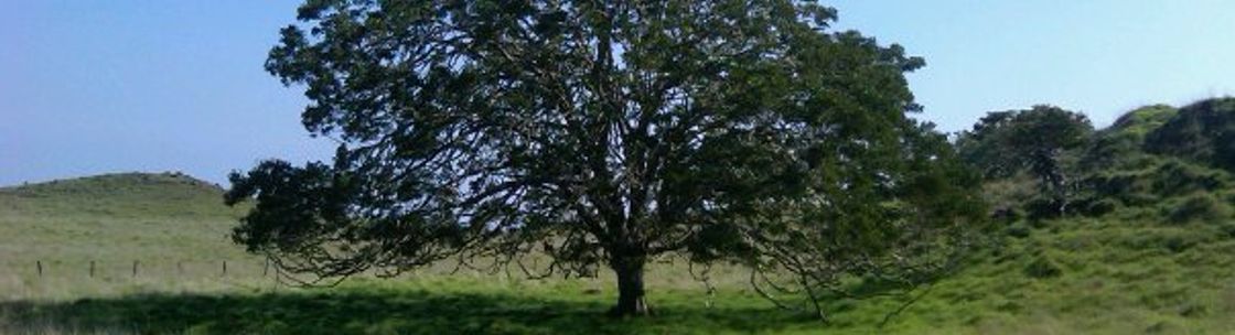 KOA RESTAURANT GROUP, La Jolla CA