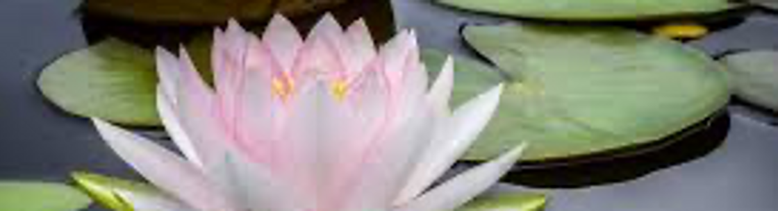 Hearts In Harmony LLC, DELTA CO