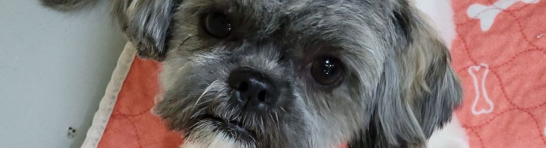 Fancy Furballs LLC, Hermitage TN