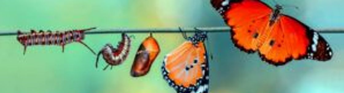 Amy Harmala, Harmala Career Coaching and Consulting, Harmala Voice Overs, Tucson AZ