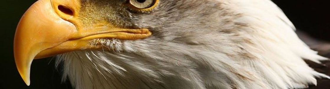 Eagleage Marketing - Canada, Surrey BC