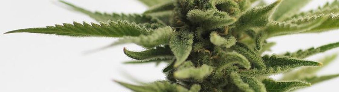 Monkey Grass Farms, Wenatchee WA