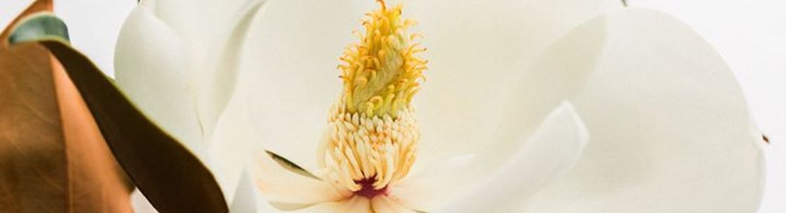 Alyssa Vincent Photography, Allen TX