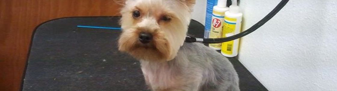 Shell's Pet Grooming, Greeley CO