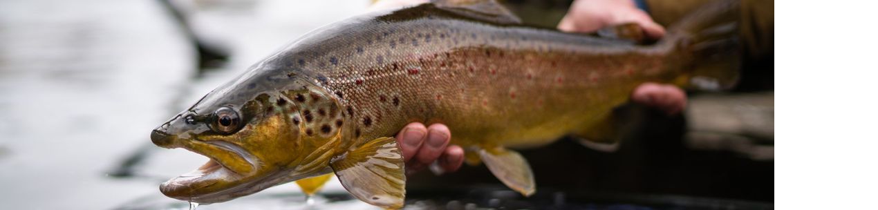 Cutthroat Anglers, Silverthorne CO
