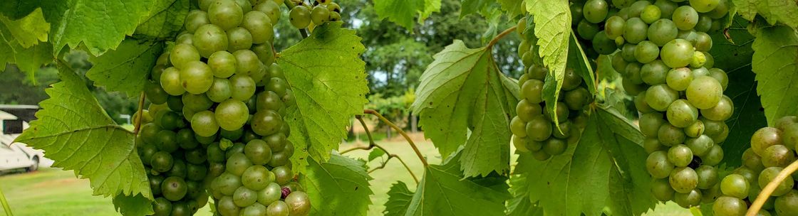 Hummingbird Vineyard & Winery, Mexico MO