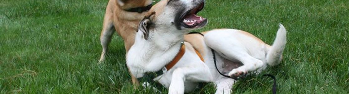 Pet Assistance, Inc., New Preston CT