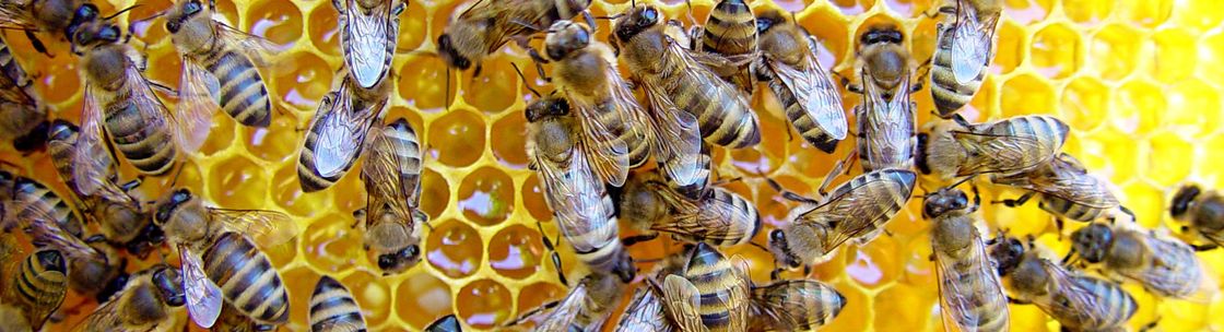 Rocking K Apiaries, Greenville SC