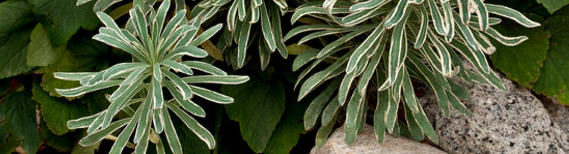 Tiger Lily Landscapes, LLC., Washington DC