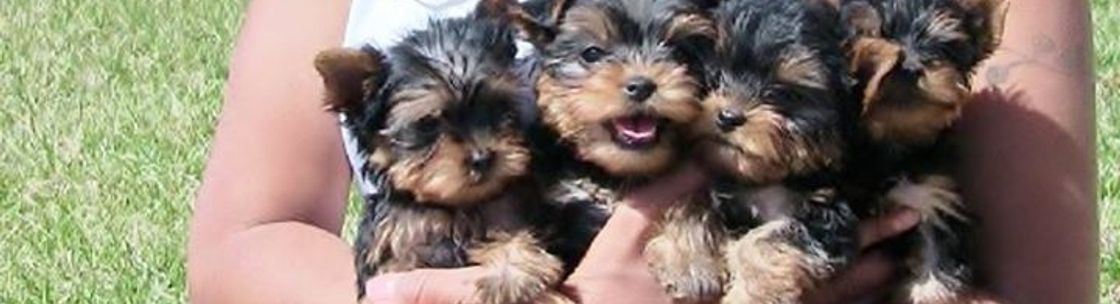 Sugar-Rush Yorkies, Charlotte NC
