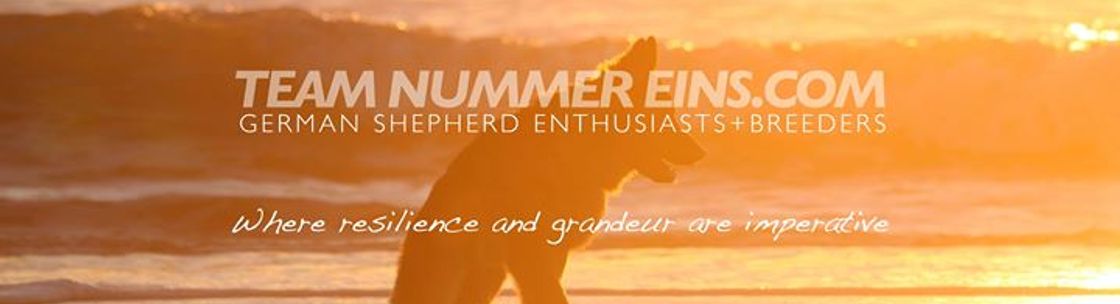 Nummer eins best sale german shepherds