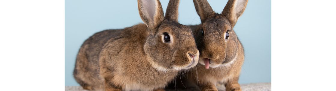 Long Island Rabbit Rescue Group - Great Neck, NY - Alignable