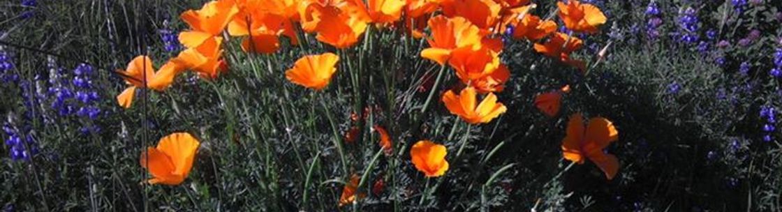 Neilson Bookkeeping, Sheridan CA