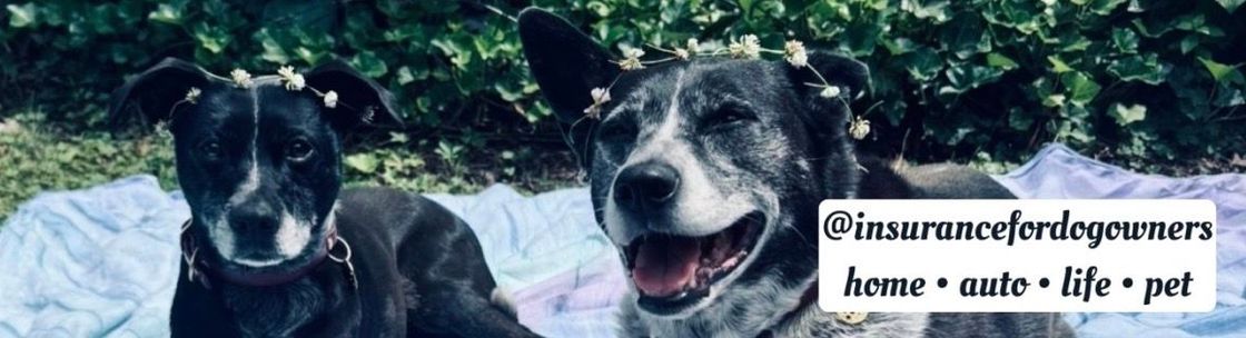Alyssa Joy Lunghi - Insurance for Dog Owners, Chicopee MA