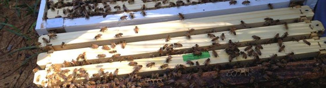Sarasota Honey Company, Sarasota FL