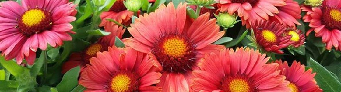 Mohican Gardens & Conservatory, Loudonville OH