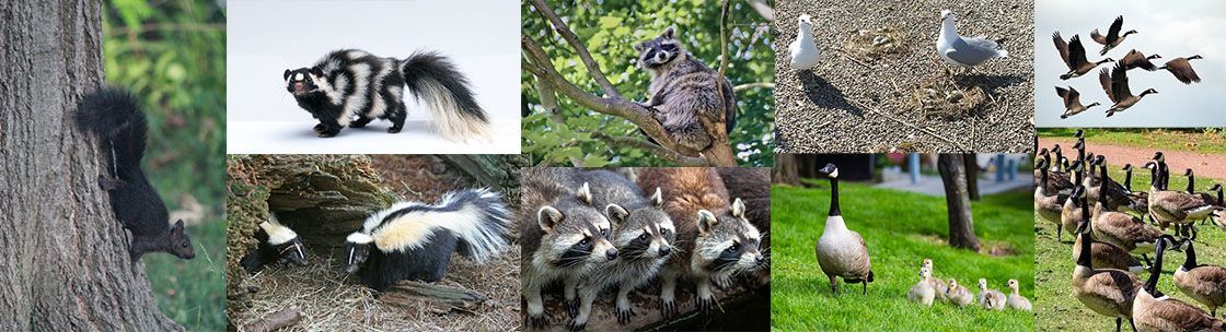 Hawkeye.ca The Bird and Animal Control, Acton ON