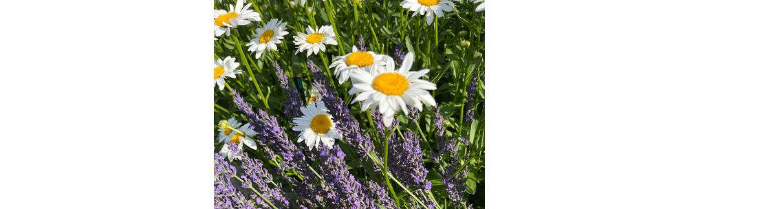 John Edwards Real Estate, Inc., Riverdale NY