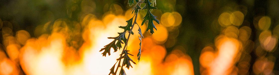 Rosy Lens Photography, Visalia CA