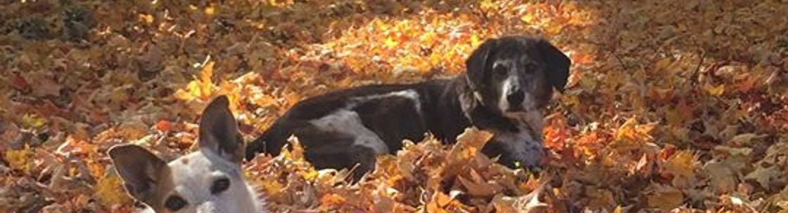 Sirius Play Dog Training , Rhinebeck NY