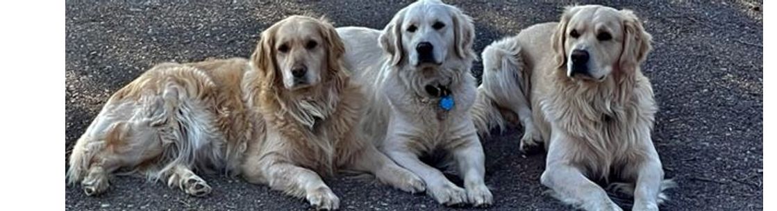 Kaczara Farm Goldens, South Lyon MI