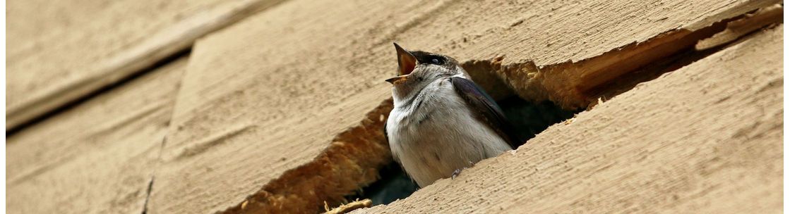 Compassionate Wildlife Removal, Graham NC