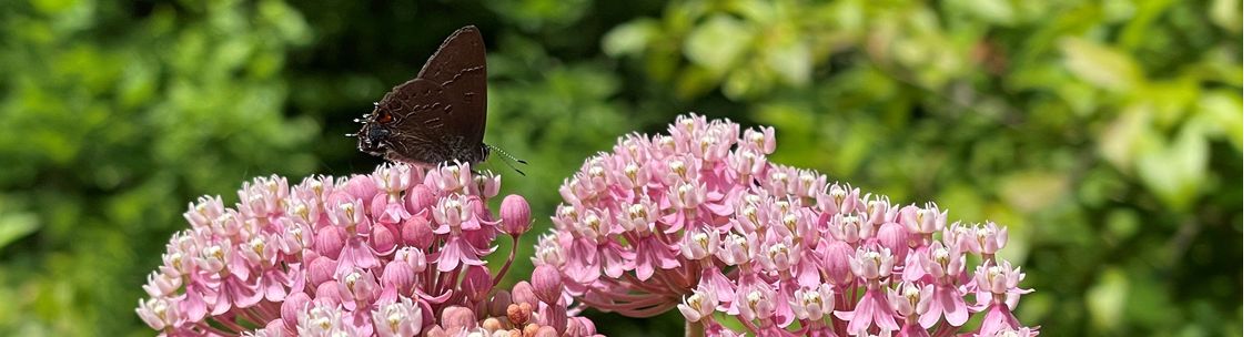 Amanda's Native Garden LLC, Dansville NY