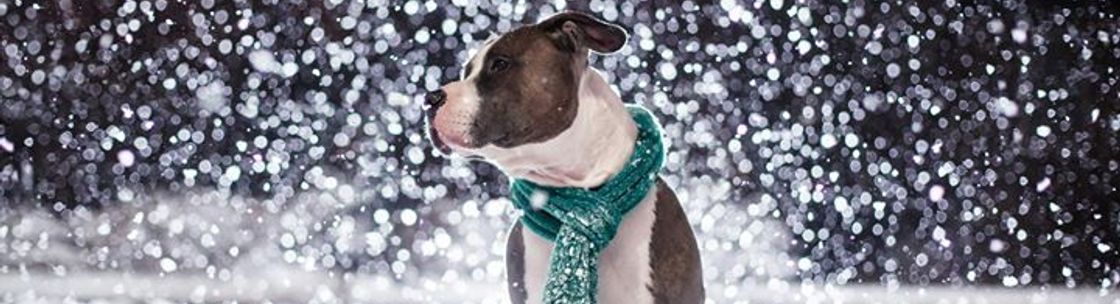 Eat.Love.Play Pet Care, London ON