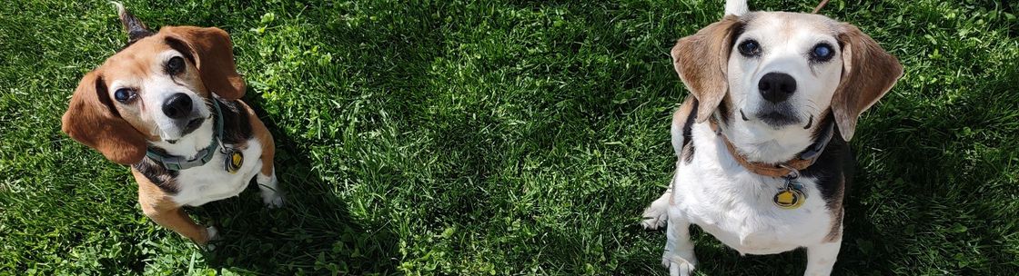 Carolyn's Pampered Pets LLC, Grand Rapids MI