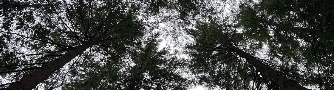 Pelton Tree Care llc, Everett WA