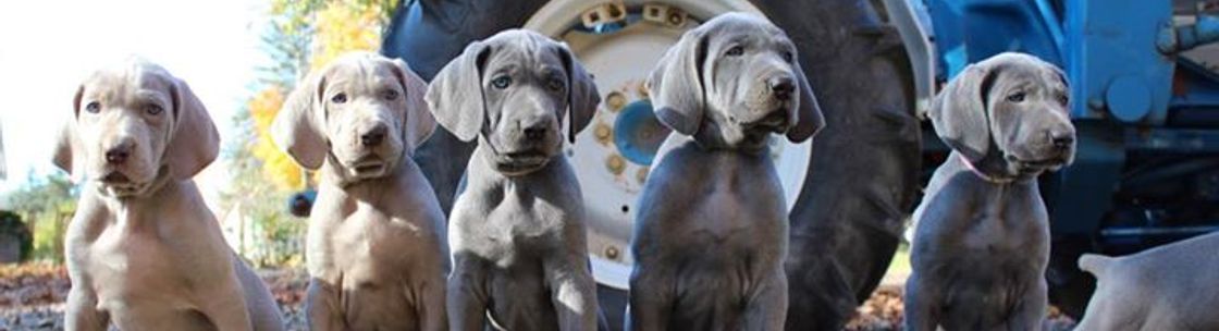 Shade of 2024 grey weimaraners