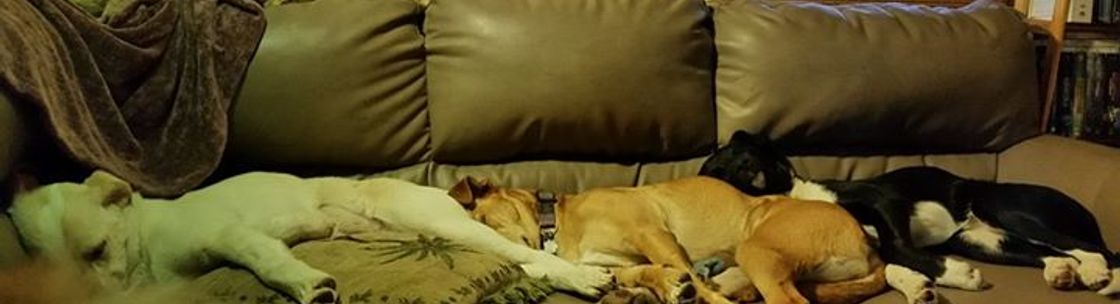 Creature Comforts Pet Services Saskatoon Sk Alignable