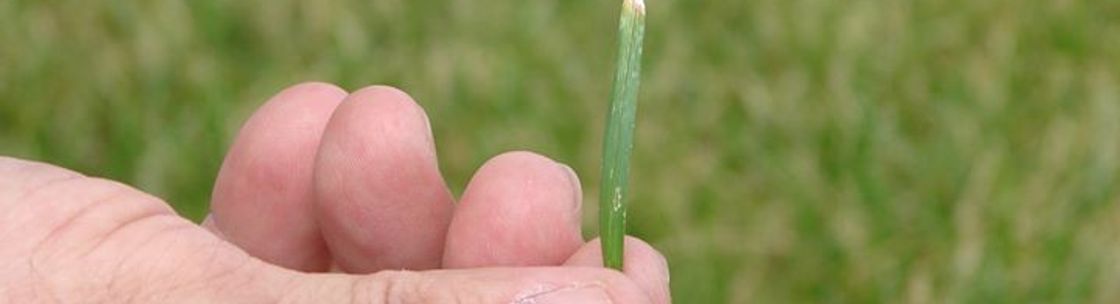 Wiens Lawn and Tree Care, Parker CO