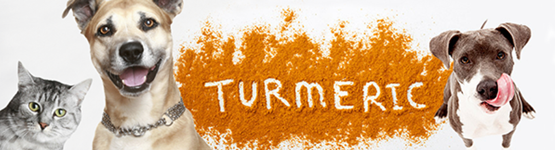 Orange Paws, Tucson AZ